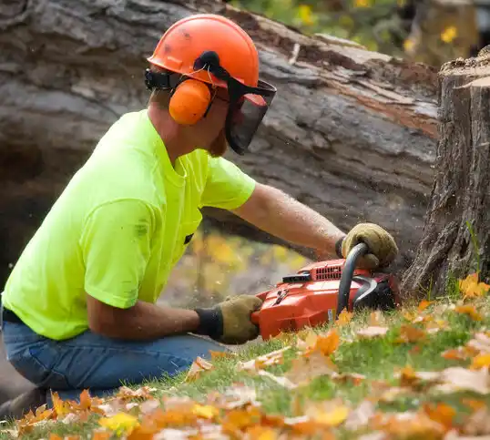 tree services Beecher